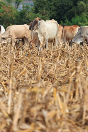 Herd of cattle grazing on aridly land with dry grass and shrubby vegetation.の写真素材