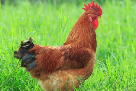 Brown chicken standing in the green grass field