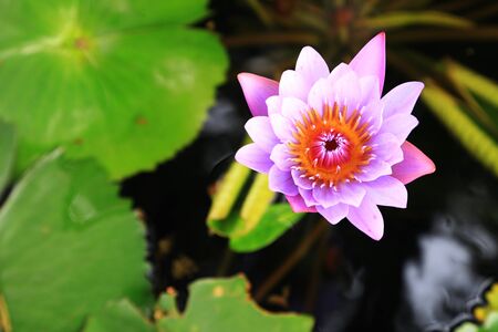 Light purple water lily flower (lotus) and green leavesの写真素材