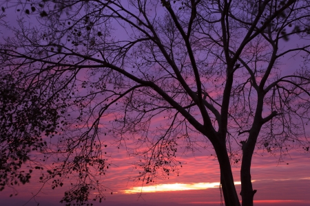Wonderful morning with trees in silhouetteの写真素材