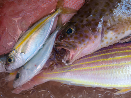 Fresh sea fish in the iced bucket after they were fished from the seaの写真素材