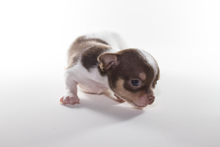 Chiwawa Short Hairの写真素材