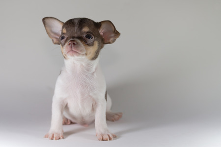 Chiwawa Short Hairの写真素材