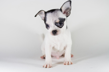 Chiwawa Short Hairの写真素材