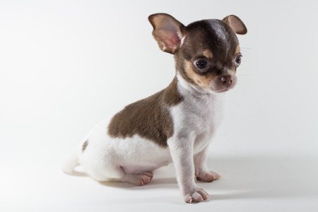 Chiwawa Short Hairの写真素材