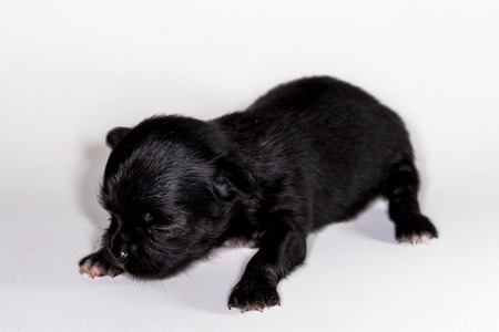 Cute Puppy Chiwawaの写真素材