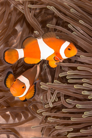 Clown Anemone Fishの写真素材