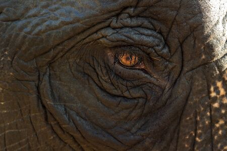 A elephant in Elephant Camp at Phang nga Thailand.の写真素材