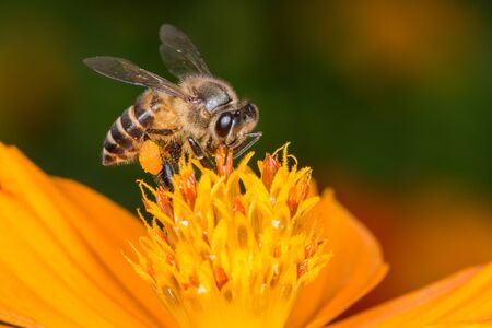 Bee sucking the Yellow Cosmos's syrupの写真素材