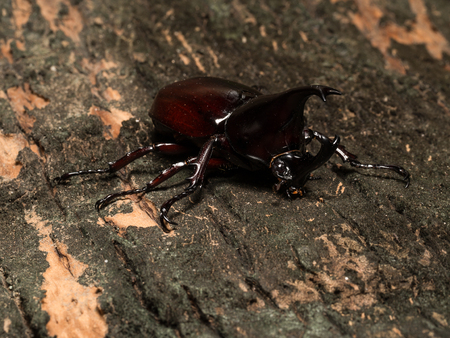 Male Rhinoceros beetle, Rhino beetle, Hercules beetle, Unicorn beetle, Horn beetle