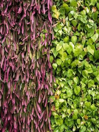 Green and Purple Plant Wall