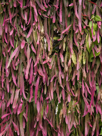 Green and Purple Plant Wallの写真素材