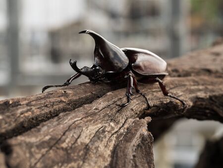 Rhinoceros beetle, Rhino beetle, Hercules beetle, Unicorn beetle, Horn beetleの写真素材