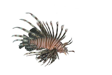 Underwater picture of lionfishの写真素材