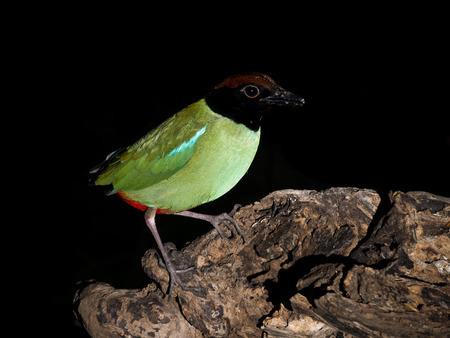 Hooded Pitta. Bird of Thailand's rainforestの写真素材