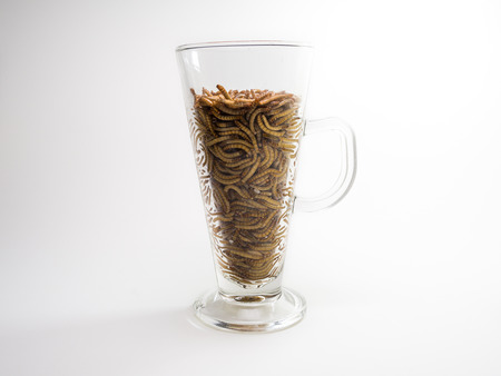 Mealworm in the beer glass. Thinking of posion as junk food, drinking alcohol