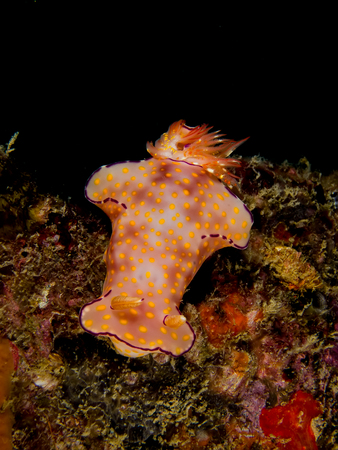 Underwater picture of Ceratosoma trilobatum, Nudibranch, Sea Slug
