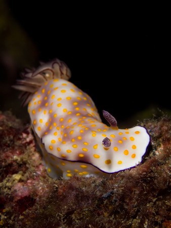 Underwater picture of Risbecia pulchella, Nudibranch, Sea Slugの写真素材