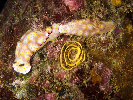 Underwater picture of Risbecia pulchella, Nudibranch, Sea Slug and their eggsの写真素材