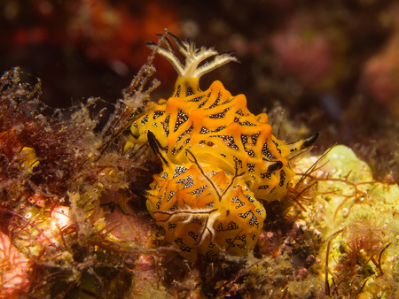Underwater picture of Halgerda tesellata Sea Slug mating