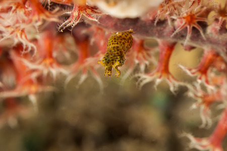 Underwater picture of  Pygmy Cuttlefishの写真素材