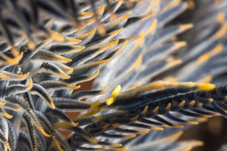 Camouflage of Crinoid Shrimp on Feater Starの写真素材