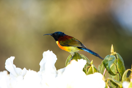Green-Tailed Sunbird in the Doi Inthanon National Park, Thailandの写真素材