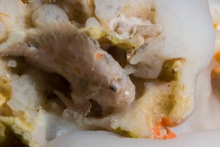 Underwater picture of white frog fish on coralの写真素材