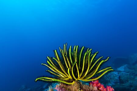 Underwater picture of colorful Feather Starの写真素材