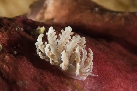 Underwater picture of Phyllodesmium crypticum, Nudibranch, Sea Slugの写真素材