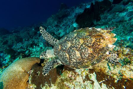 Underwater picture of  Swimming Green Turtle