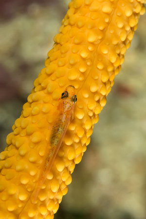 Underwater picture of Whip Goby on Gorgonian Coralの写真素材