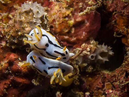 Underwater picture of Chromodoris dianae Nudibranch, Sea Slug, Matingの写真素材