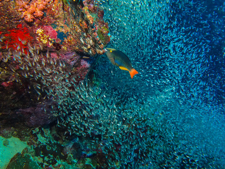 Parrot fish and coral reef in Similan Island, Thailand
