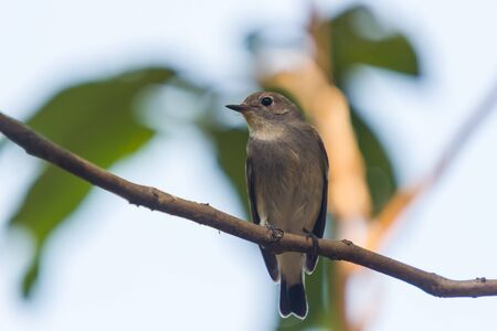 Red Throated Flycatcher Ficedula albicilla Bird in the gardenの写真素材