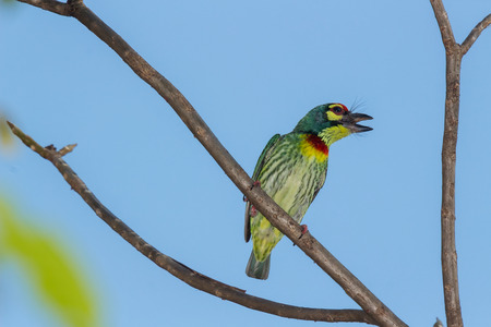 Coppersmith Barbet Bird in the gradenの写真素材