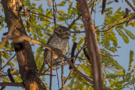 Asian barred owlet in the big treeの写真素材