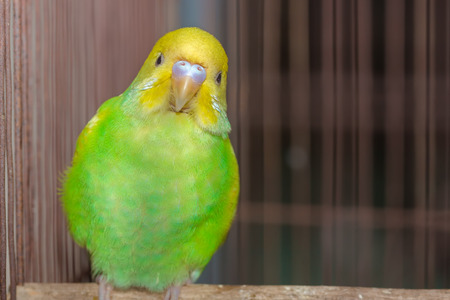 Yellow Green Budgerigar in the cage