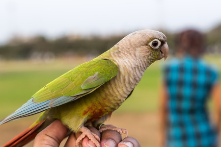 Cute Parrot on the hand in the parkの写真素材