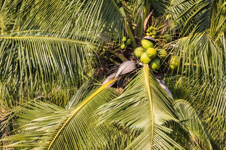 Coconut cluster on coconut treeの写真素材