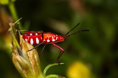 The Red Beetle in the garden