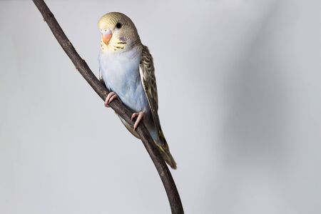 Little Budgerigar on white background