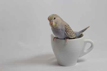 Little Budgerigar on white background