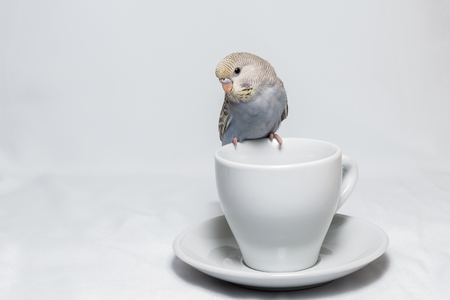 Little Budgerigar on white background
