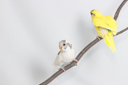 Budgarigar, Budgie Bird on branch on white backgroundの写真素材