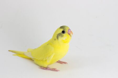 Yellow budgie, Budgarigar Bird on white backgroundの写真素材