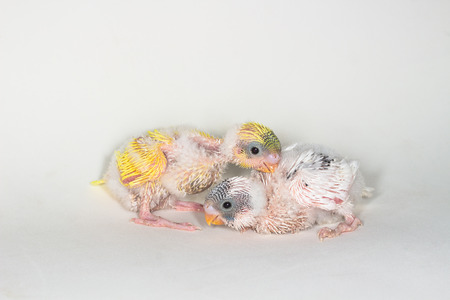 Budgarigar, Budgie Bird on white background