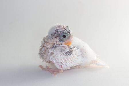 Budgarigar, Budgie Bird on white background