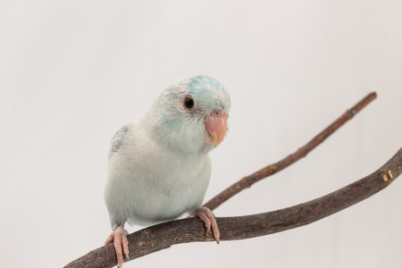 Pastel Blue Forpus Bird on branch White background