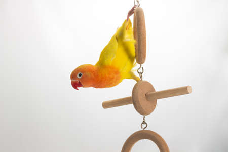 Playing Double Yellow Lovebird on white background